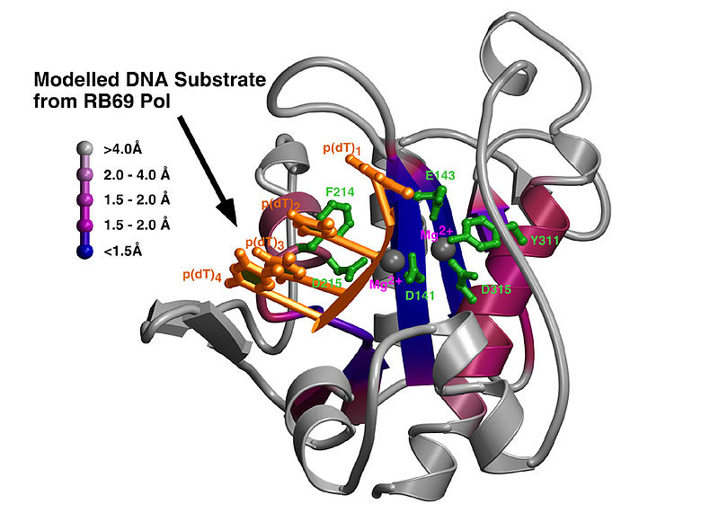 ไฟล์:Exonuclease structure.jpg