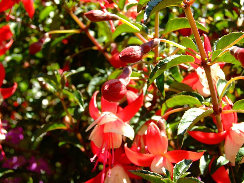 ไฟล์:Flora Fuchsia.jpg