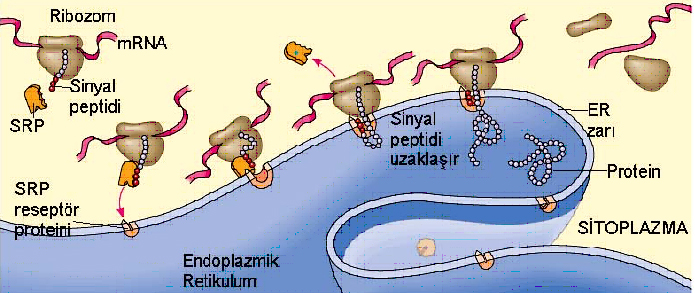 Dosya:Sinyal Tanıma Tanecikleri.jpg