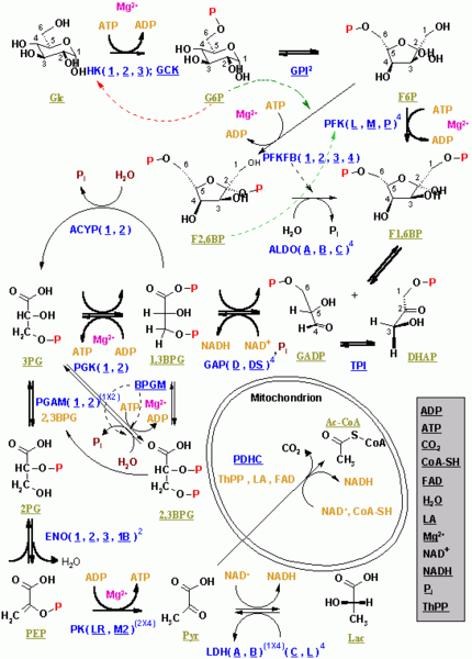 Resim:Glycolysis1.png