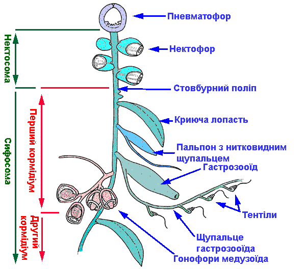 Файл:Siphonophorae anatomy-ukr.gif