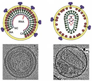 Файл:Hiv-virion.jpg