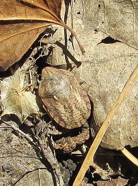 Зазвичай клопи-черепашки зимують під опалим листям. Мелітополь, Піщанська балка. 2018 рік.