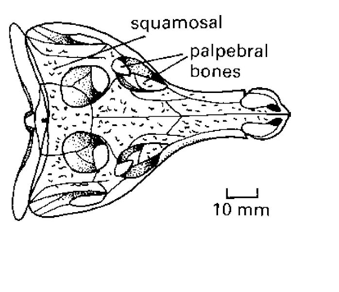 Файл:Orthosuchus.jpg