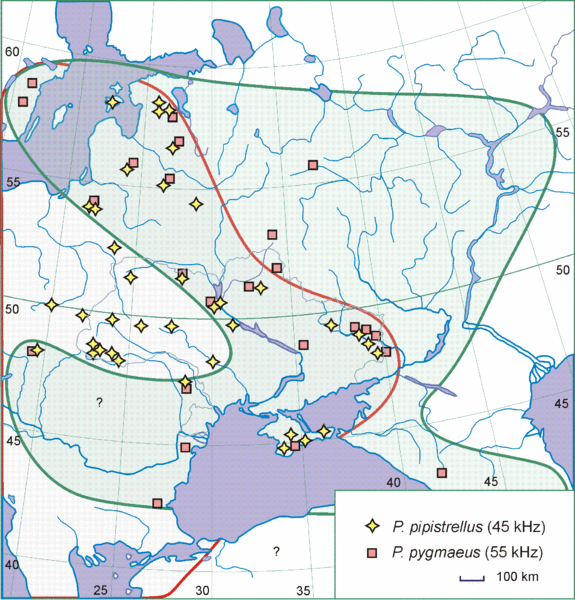 Файл:Pipistrellus-sibling-species-in-eastern-europe.gif