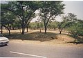 Acacia tortilis (Vilayatibabul tree)