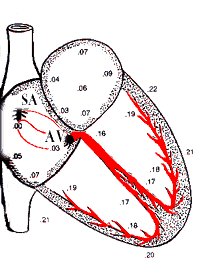 ECG4.GIF