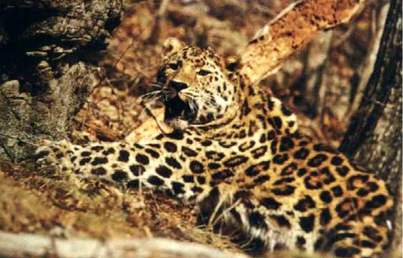 Tập tin:Panthera pardus.PNG