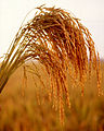 96px-US_long_grain_rice.jpg