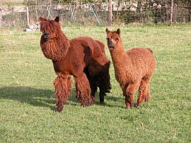 Twee alpaca's