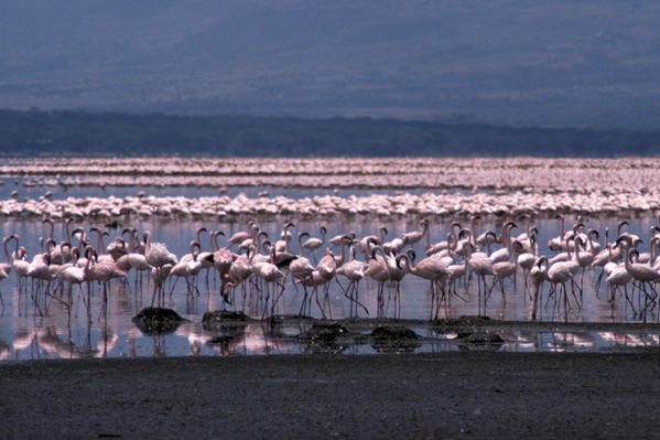 tóng-àn:LakeBogoria.jpg