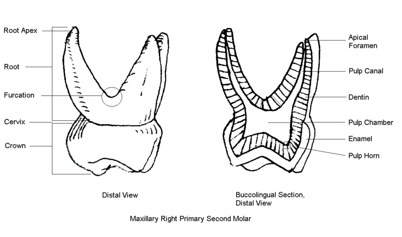 tóng-àn:Maxillary right primary second molar.png