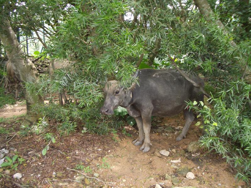 File:Buffalo lantau 3.jpg