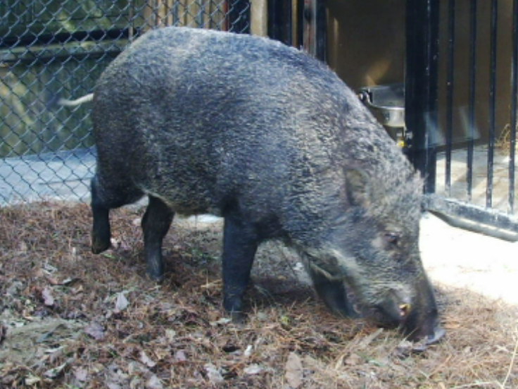 File:KFBG wild pig.JPG