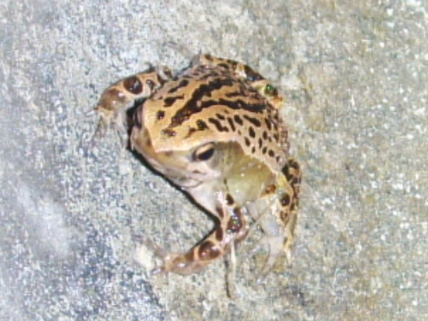 File:K. interlineatus.jpg