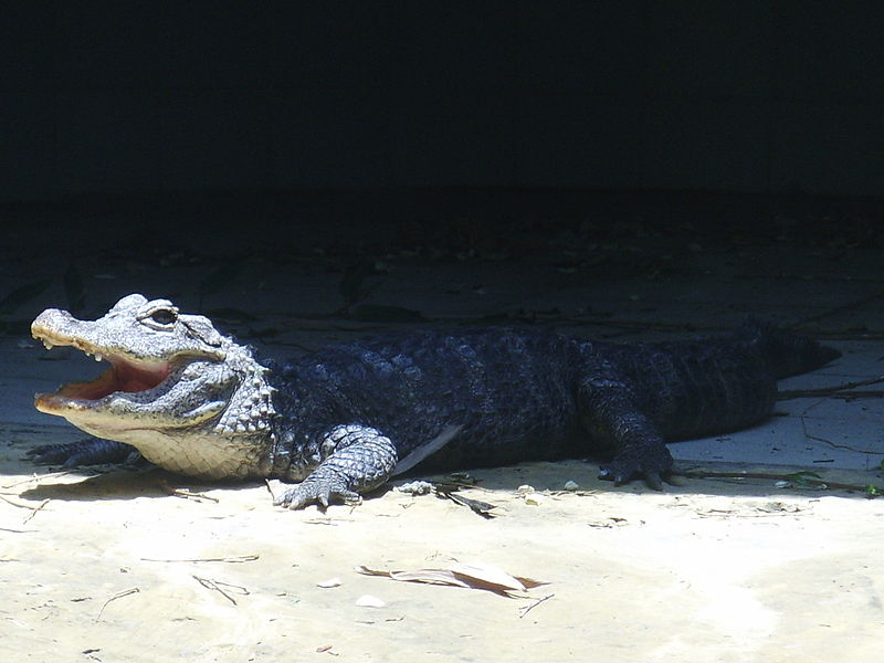 File:HKZBG alligator.jpg