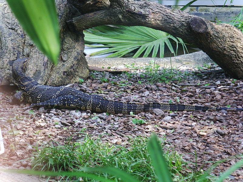 File:KFBG Water Monitor.jpg