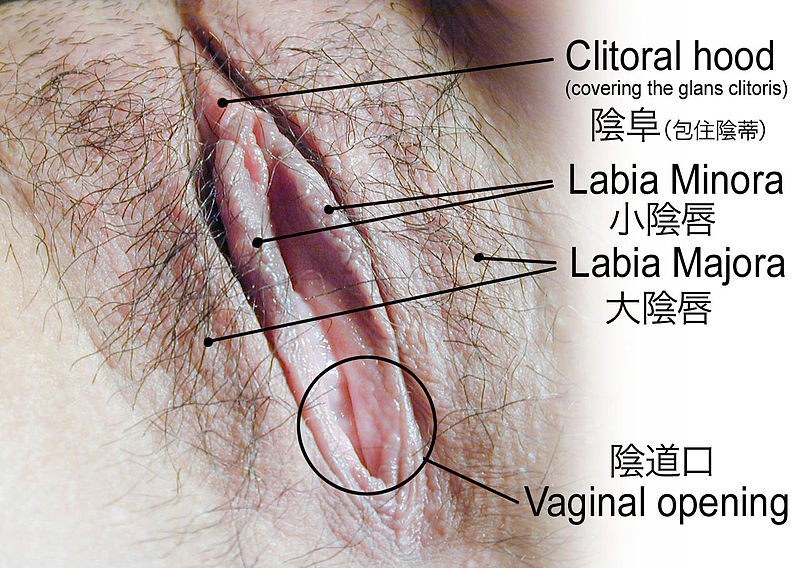 File:HumanVulva-YueText-PhiloViv.jpg