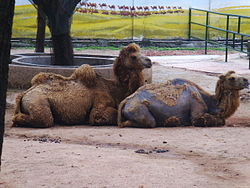 深圳野生動物園嘅雙峰駱駝