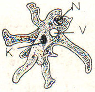 1. Amöbe. K Kern, N Nahrungsvokuole, V Ausscheidungsvakuole.