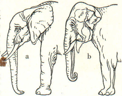 Datei:LA2-Blitz-0088 elefant.jpg