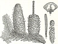 2. Weiß- oder Edeltanne (Abies alba). a weiblicher Blütenstand, b Nadel, c Fruchtschuppe.