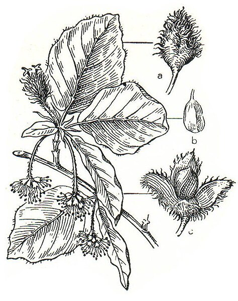 Datei:Fagus sylvatica Meyers.jpg