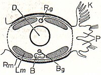 6. Wurm. Lm Längsmuskelschicht, Rm Ringmuskelschicht, D Darm, Rg Rückenblutgefaß, B Bauchnervenstrang, Bg Bauchblutgefäß, K Kiemen, P Fußstummeln.