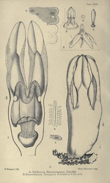 File:Journal of botany, British and foreign, Volume 34 (1896).djvu-68.png