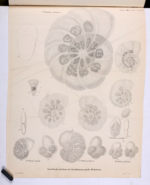 File:Scientific Memoirs, Vol. 3 (1843).djvu-758.png