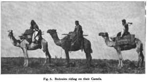 Fig. 6. Bedouins riding on their Camels.