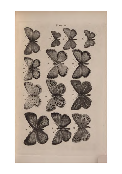 File:De Vismes Kane-European Butterflies.djvu-47.png
