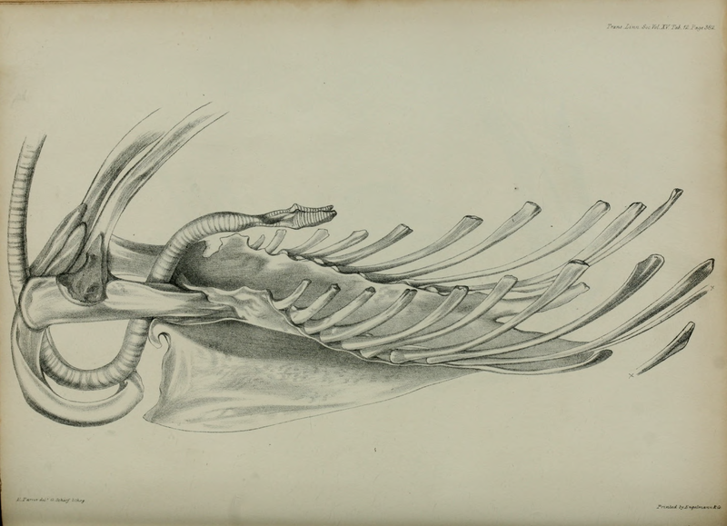 File:Transactions of the Linnean Society of London, Volume 15.djvu-428.png