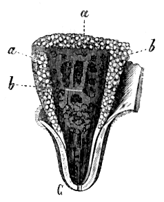 File:Delle funzioni riproduttive19.png