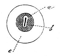 File:Delle funzioni riproduttive15.png