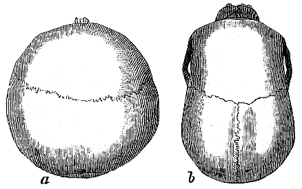 File:Antropologia03.png