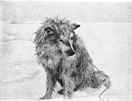 Johansens hund «Suggen». Fot. 6. august 1895.