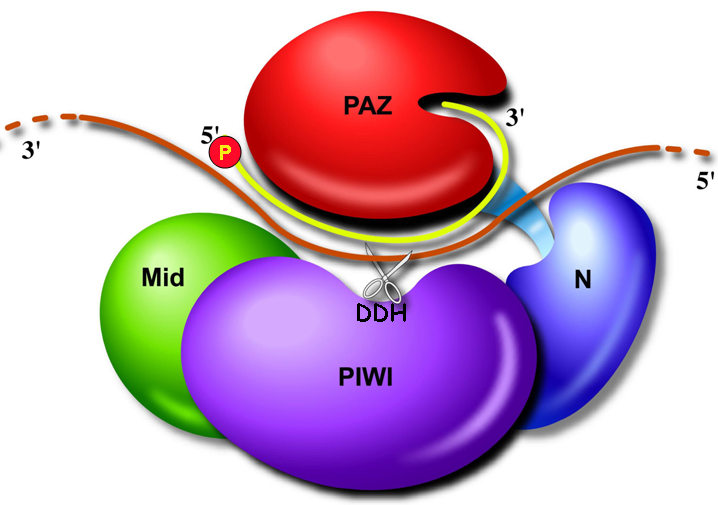 File:MRNA destruction complex.png