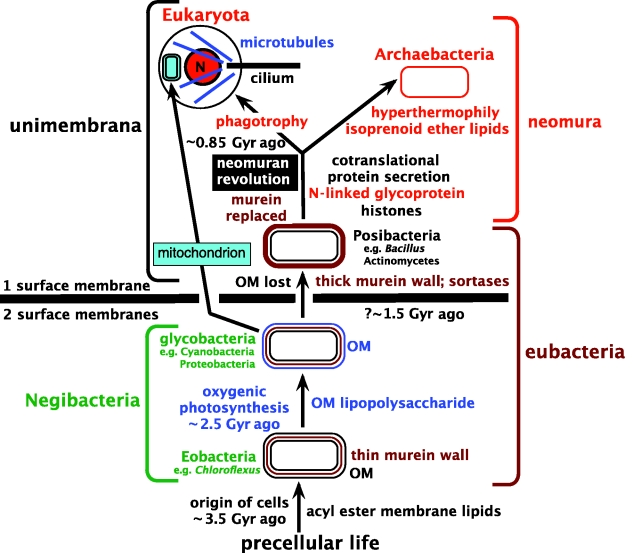 File:Bacterial types.png