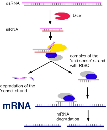 File:RNAi pathway.png