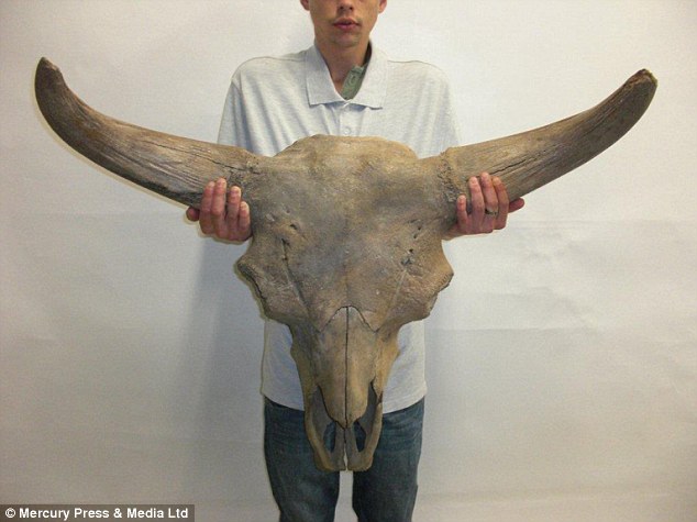File:Prehistoric European bison skull.jpg