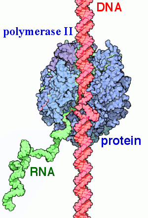 File:Label RNA pol II.png