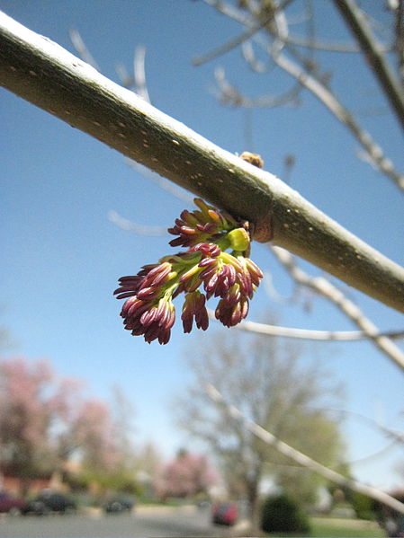 File:White ash.jpg