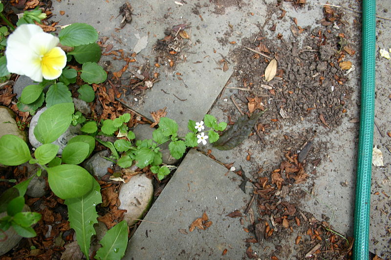 File:Malvern weed aa002.JPG