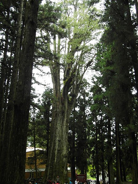 Datei:Sacred tree.jpg