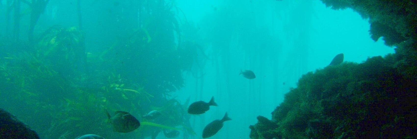 Diving the Cape Peninsula and False Bay/Partridge Point