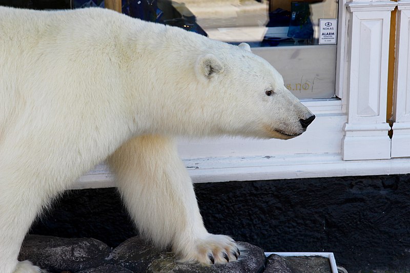 Файл:Polar-bear Tromso.jpg