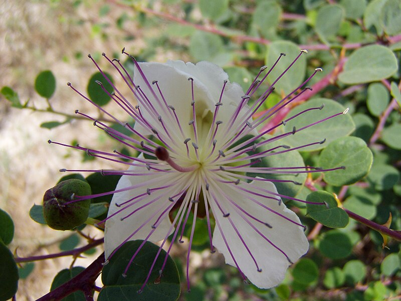 קובץ:capparis.jpg