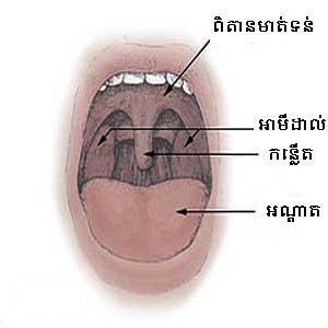 ឯកសារ:កន្លើតថ្មី.jpg