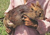படிமம்:Assam rabbit.jpg